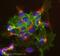 Epithelial Cell Adhesion Molecule antibody, ab71916, Abcam, Immunocytochemistry image 