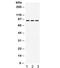 PRL-R antibody, R31984, NSJ Bioreagents, Western Blot image 