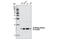 Histone H3 antibody, 9758S, Cell Signaling Technology, Western Blot image 