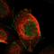 Cortexin 1 antibody, HPA016669, Atlas Antibodies, Immunofluorescence image 