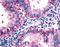 5-Hydroxytryptamine Receptor 2C antibody, LS-A1115, Lifespan Biosciences, Immunohistochemistry frozen image 