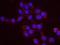 Probable transcription factor PML antibody, NB100-59787, Novus Biologicals, Proximity Ligation Assay image 