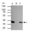 SEC13 Homolog, Nuclear Pore And COPII Coat Complex Component antibody, GTX101055, GeneTex, Immunoprecipitation image 