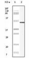 Vimentin antibody, LS-C171373, Lifespan Biosciences, Western Blot image 