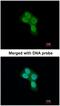 Rea antibody, NBP1-33463, Novus Biologicals, Immunocytochemistry image 