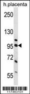 Nucleolin antibody, TA324557, Origene, Western Blot image 