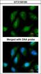 Nuclear receptor subfamily 0 group B member 1 antibody, LS-C185691, Lifespan Biosciences, Immunocytochemistry image 