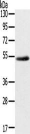 EDIL3 antibody, TA349919, Origene, Western Blot image 
