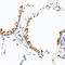Collagen Type X Alpha 1 Chain antibody, LS-B14811, Lifespan Biosciences, Immunohistochemistry frozen image 