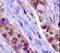 Kdap antibody, NB110-68133, Novus Biologicals, Immunohistochemistry paraffin image 