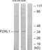 Forkhead box protein L1 antibody, LS-C119006, Lifespan Biosciences, Western Blot image 