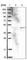 Phosphatidylinositol Specific Phospholipase C X Domain Containing 1 antibody, HPA007721, Atlas Antibodies, Western Blot image 