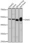 Protein ALEX antibody, GTX32629, GeneTex, Western Blot image 