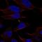 Cerebellin 4 Precursor antibody, HPA051496, Atlas Antibodies, Immunofluorescence image 