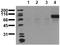 Insulin Receptor antibody, AM00076PU-N, Origene, Western Blot image 