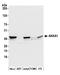 Annexin A1 antibody, A305-235A, Bethyl Labs, Western Blot image 