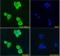DT-diaphorase antibody, orb22564, Biorbyt, Immunofluorescence image 