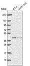 Guanosine Monophosphate Reductase 2 antibody, NBP2-55842, Novus Biologicals, Western Blot image 