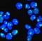 Nucleolin antibody, orb388509, Biorbyt, Immunofluorescence image 