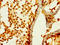 Stanniocalcin-1 antibody, LS-C377188, Lifespan Biosciences, Immunohistochemistry paraffin image 