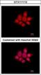 NCK Adaptor Protein 1 antibody, GTX111112, GeneTex, Immunocytochemistry image 