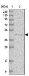 Protein-L-Isoaspartate (D-Aspartate) O-Methyltransferase Domain Containing 1 antibody, PA5-55241, Invitrogen Antibodies, Western Blot image 