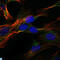Disks large-associated protein 1 antibody, LS-C812765, Lifespan Biosciences, Immunofluorescence image 