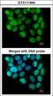 Cyclin T2 antibody, LS-C186238, Lifespan Biosciences, Immunocytochemistry image 
