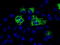 Mitochondrial Translational Release Factor 1 Like antibody, TA501005, Origene, Immunofluorescence image 