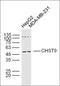 Centrosomal Protein 78 antibody, orb182553, Biorbyt, Western Blot image 