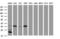Jun Proto-Oncogene, AP-1 Transcription Factor Subunit antibody, LS-C175414, Lifespan Biosciences, Western Blot image 