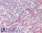 Semaphorin-4C antibody, LS-B15166, Lifespan Biosciences, Immunohistochemistry paraffin image 