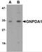 Glucosamine-6-Phosphate Deaminase 1 antibody, 5049, ProSci Inc, Western Blot image 