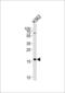 Ring Finger Protein 5 antibody, 56-430, ProSci, Western Blot image 