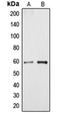 MK12 antibody, orb214552, Biorbyt, Western Blot image 