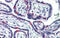 Paired amphipathic helix protein Sin3a antibody, 25-070, ProSci, Immunohistochemistry frozen image 