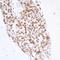 Histone H2A.x antibody, A300-083A, Bethyl Labs, Immunohistochemistry paraffin image 