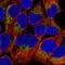 Inner Membrane Mitochondrial Protein antibody, NBP2-38285, Novus Biologicals, Immunocytochemistry image 
