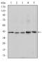 REL Proto-Oncogene, NF-KB Subunit antibody, STJ97966, St John