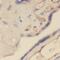 NLR Family Pyrin Domain Containing 2 antibody, FNab05758, FineTest, Immunohistochemistry frozen image 
