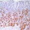 Mucin 6, Oligomeric Mucus/Gel-Forming antibody, TA327704, Origene, Immunohistochemistry frozen image 