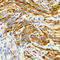 Ectodysplasin A antibody, A2905, ABclonal Technology, Immunohistochemistry paraffin image 