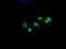 RAB37, Member RAS Oncogene Family antibody, LS-C174268, Lifespan Biosciences, Immunofluorescence image 