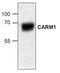 Histone-arginine methyltransferase CARM1 antibody, AHP2283, Bio-Rad (formerly AbD Serotec) , Western Blot image 