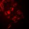 NPR2 Like, GATOR1 Complex Subunit antibody, abx142101, Abbexa, Western Blot image 