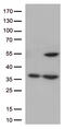 Cyclin Dependent Kinase 15 antibody, TA809460S, Origene, Western Blot image 
