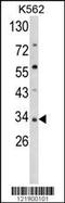 Secreted frizzled-related protein 5 antibody, MBS9206711, MyBioSource, Western Blot image 