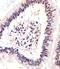 Acid Phosphatase 1 antibody, orb135000, Biorbyt, Immunohistochemistry paraffin image 