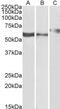 P2X purinoceptor 4 antibody, GTX88599, GeneTex, Western Blot image 