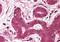 Telomerase Associated Protein 1 antibody, orb86794, Biorbyt, Immunohistochemistry paraffin image 